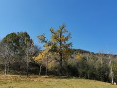 -千年银杏谷文化旅游区