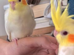 -溪岸路花鸟市场