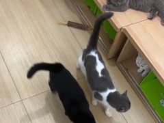 -是阿柴呀！柴犬咖啡·爱喵喵猫咖