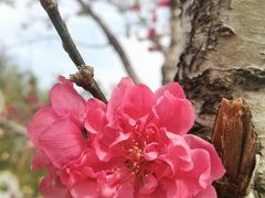 -天适樱花悠乐园