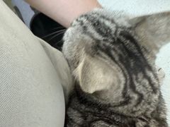 -瑞派康怡24h宠物医院·犬猫医疗中心·微创绝育(瑞景分院)