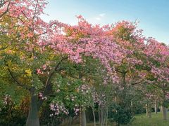 -东莞植物园