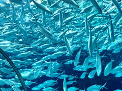 -上海海洋水族馆