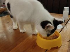 -猫小院猫主题餐厅(三里屯店)