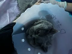 -北京观赏动物医院·24小时大型综合·猫专科·异宠专科