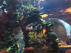 -迪拜帆船酒店海底餐厅