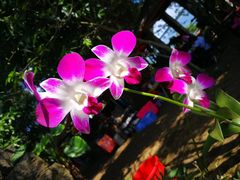 -侯臣咖啡文化村