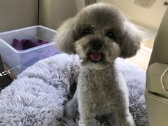 -宠福鑫康馨动物医院·骨科·眼科
