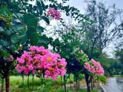 -武汉紫薇都市田园