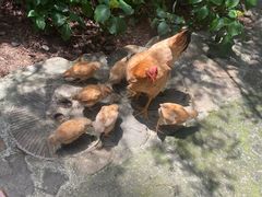 -小小饭店·休闲农庄·安吉松树林里的农家菜