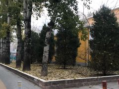 -三里屯东五街银杏大道