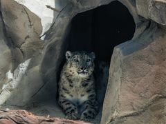 -青藏高原野生动物园