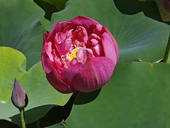 -莲花池公园