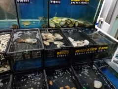 -蚝专家