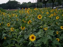 -雀儿山公园