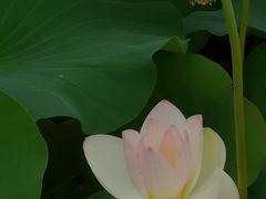 -荷塘月色湿地公园·向阳花洲