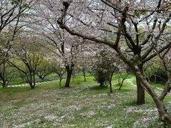 -苏州上方山国家森林公园