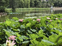 -莲花池公园