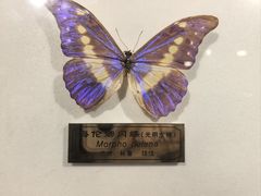 -上海昆虫博物馆