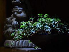 -菩提书坊(侨福大厦店)