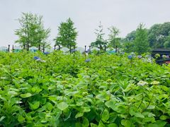 -保利石象湖景区