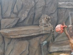 -青藏高原野生动物园
