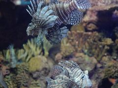 -上海海洋水族馆
