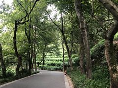 -东航云逸酒店(九溪烟树店)