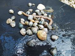 -红树林天天赶海