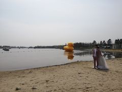 -杭州湾海上花田景区