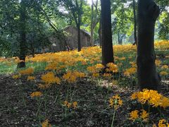 -杭州植物园
