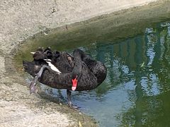 -北京鹿世界主题园