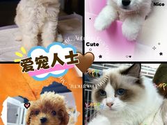 -翊宠yipet猫狗购宠庄园犬舍•猫舍