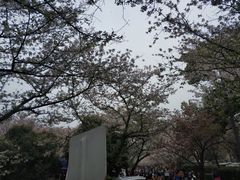 -武汉大学-樱园