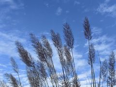 -上海吴淞炮台湾国家湿地公园
