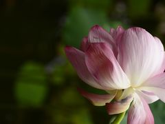 -陈家山荷花公园