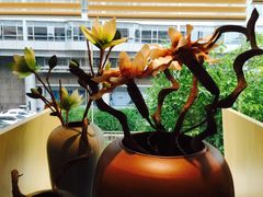 -虾佬圣汤