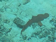 -中央格兰德岛温泉度假酒店 - 全包