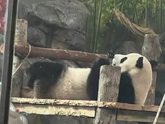 -武汉动物园