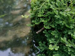 -成都市活水公园