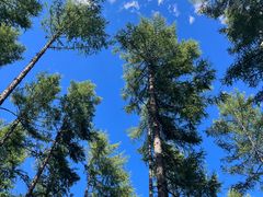 -塞罕坝国家级自然保护区