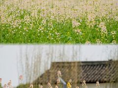 -杭州湾海上花田景区