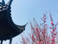-香雪海