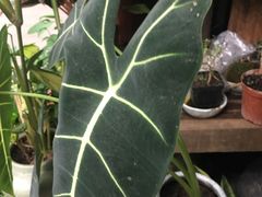 -青石桥花鸟鱼虫市场(叠翠城店)