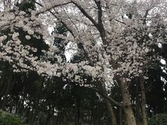 -嘉定紫藤园
