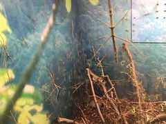 -上海大自然野生昆虫馆(东方明珠·爬宠昆虫探索中心)