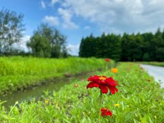 -溱湖国家湿地公园