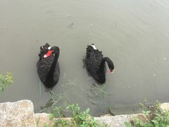 -鹅湖玫瑰文化园