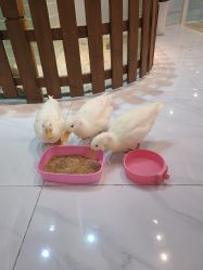 -Moni星球萌宠·小马宝莉·灵蛇·高端高阶全萌宠互动体验俱乐部(红豆国际广场店)