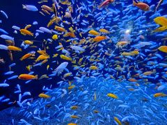 -成都浩海立方海洋公园